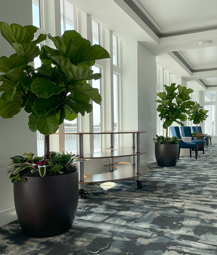 indoor plants in lobby